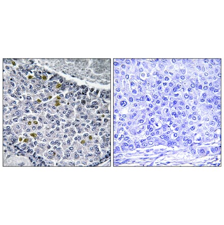 Immunohistochemistry - Anti-MAD1 (phospho Ser428) Antibody (A1091) - Antibodies.com