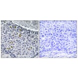Immunohistochemistry - Anti-MAD1 (phospho Ser428) Antibody (A1091) - Antibodies.com