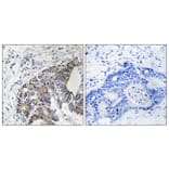 Immunohistochemistry - Anti-FHIT (phospho Tyr114) Antibody (A8459) - Antibodies.com