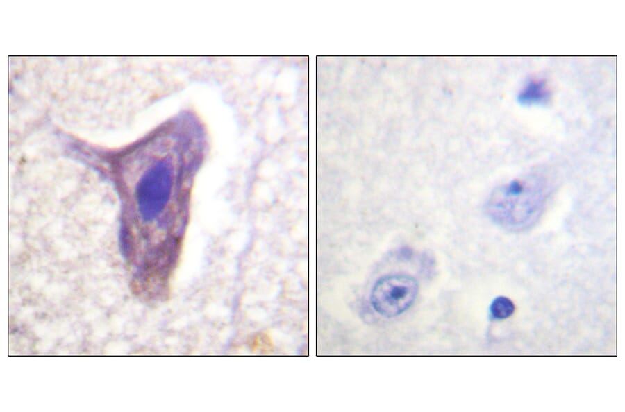 Immunohistochemistry - Anti-CD88 (phospho Ser338) Antibody (A0853) - Antibodies.com