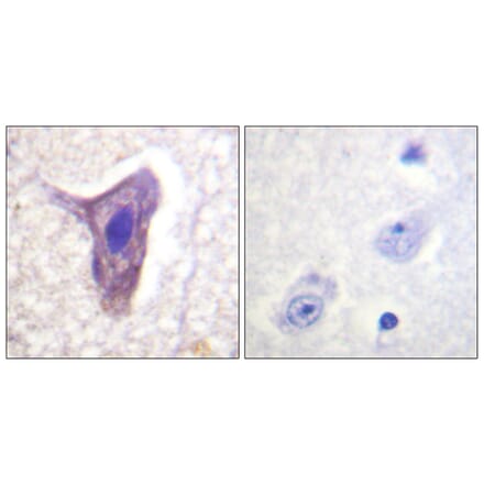 Immunohistochemistry - Anti-CD88 (phospho Ser338) Antibody (A0853) - Antibodies.com