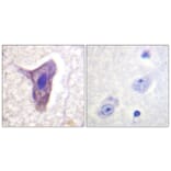 Immunohistochemistry - Anti-CD88 (phospho Ser338) Antibody (A0853) - Antibodies.com