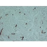 Immunohistochemistry - Anti-smooth muscle Actin Antibody (V0004) - Antibodies.com