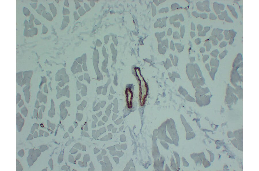 Immunohistochemistry - Anti-smooth muscle Actin Antibody (V0004) - Antibodies.com