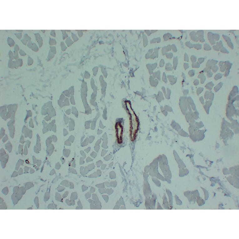 Immunohistochemistry - Anti-smooth muscle Actin Antibody (V0004) - Antibodies.com