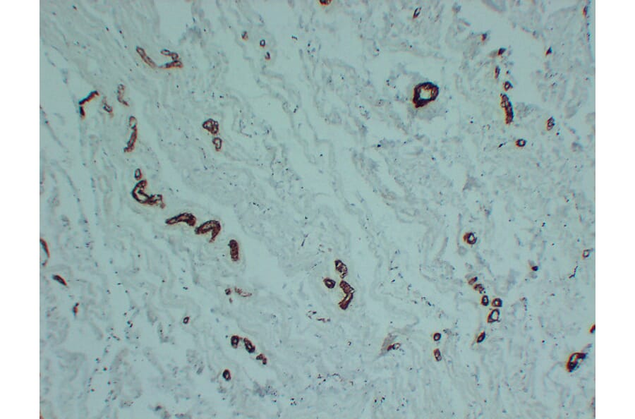 Immunohistochemistry - Anti-smooth muscle Actin Antibody (V0004) - Antibodies.com