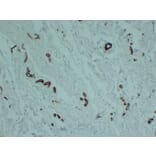 Immunohistochemistry - Anti-smooth muscle Actin Antibody (V0004) - Antibodies.com