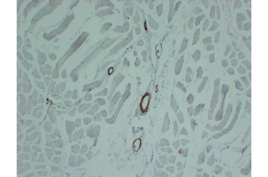Immunohistochemistry - Anti-smooth muscle Actin Antibody (V0004) - Antibodies.com