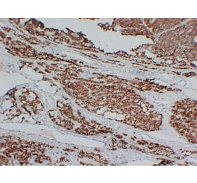 Immunohistochemistry - Anti-Parathyroid Hormone Antibody (V0108) - Antibodies.com