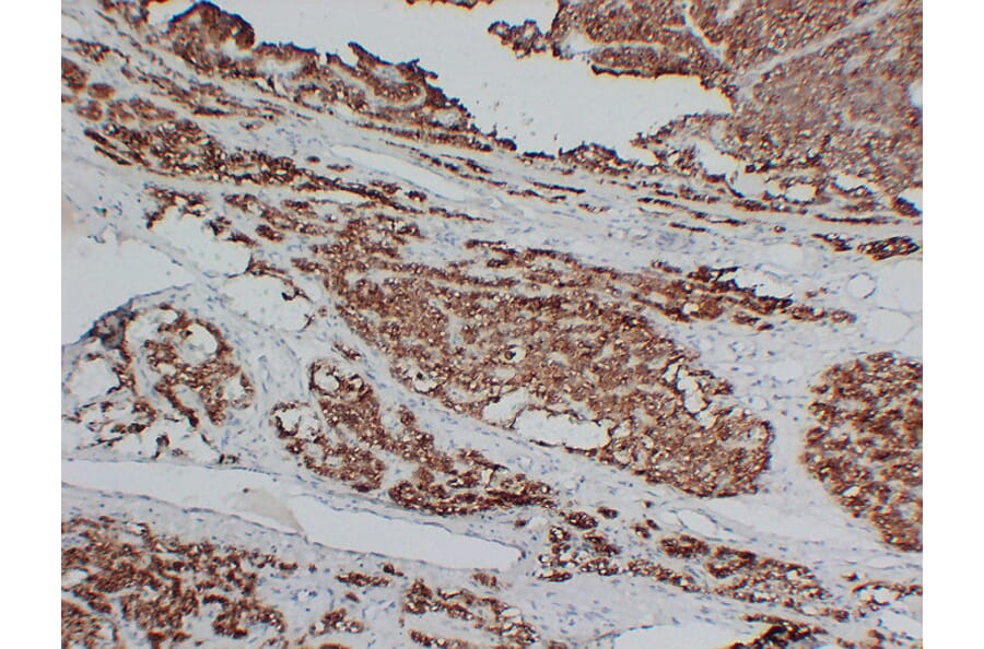 Immunohistochemistry - Anti-Parathyroid Hormone Antibody (V0108) - Antibodies.com