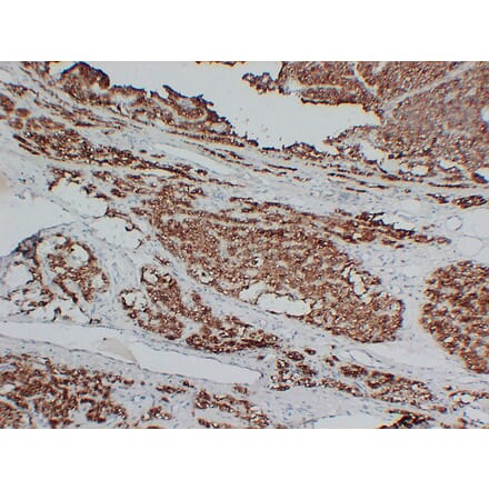 Immunohistochemistry - Anti-Parathyroid Hormone Antibody (V0108) - Antibodies.com