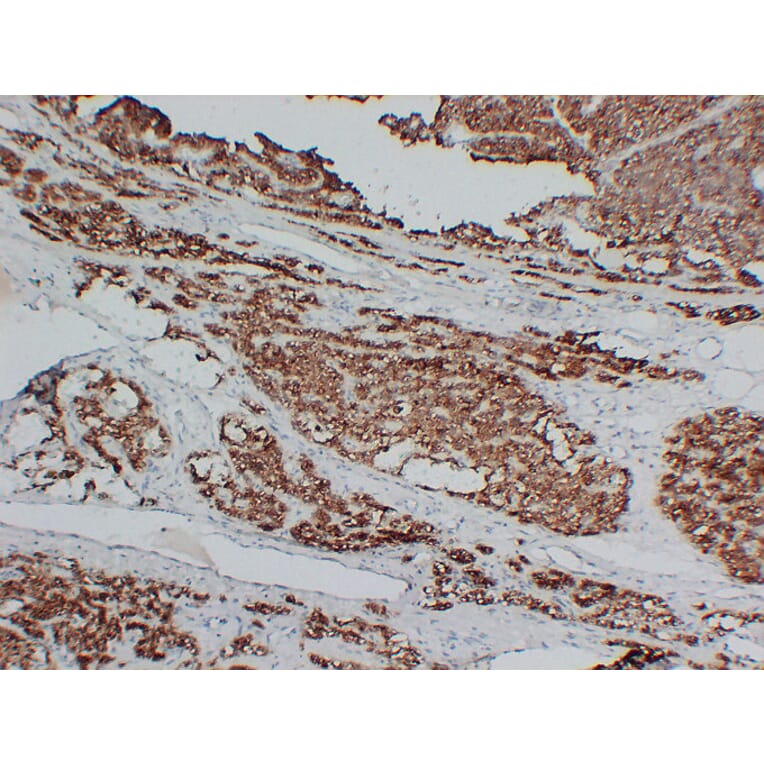 Immunohistochemistry - Anti-Parathyroid Hormone Antibody (V0108) - Antibodies.com