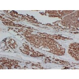 Immunohistochemistry - Anti-Parathyroid Hormone Antibody (V0108) - Antibodies.com