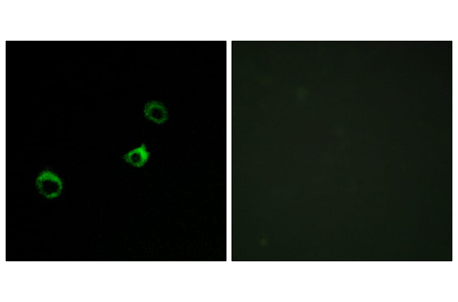 Immunofluorescence - Anti-Cytochrome b561 D1 Antibody (C12081) - Antibodies.com