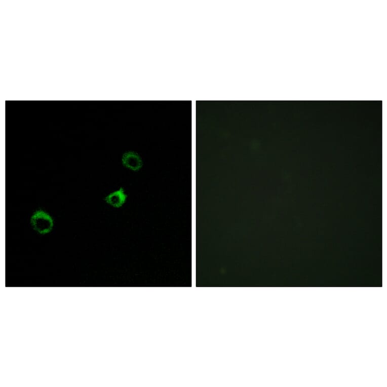 Immunofluorescence - Anti-Cytochrome b561 D1 Antibody (C12081) - Antibodies.com