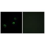 Immunofluorescence - Anti-Cytochrome b561 D1 Antibody (C12081) - Antibodies.com