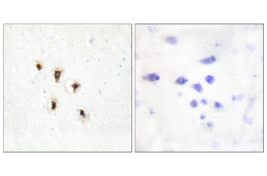Immunohistochemistry - Anti-Mevalonate Kinase Antibody (C10868) - Antibodies.com