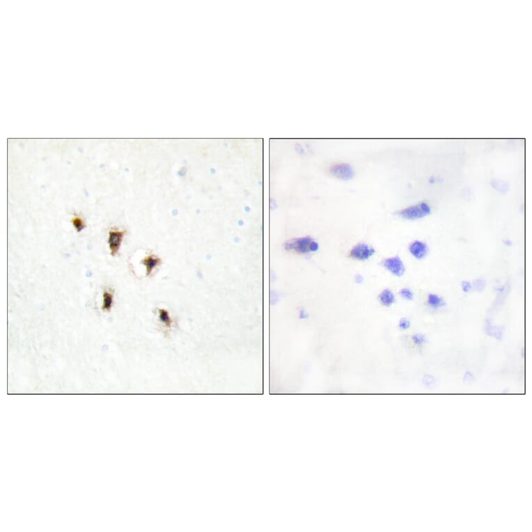 Immunohistochemistry - Anti-Mevalonate Kinase Antibody (C10868) - Antibodies.com