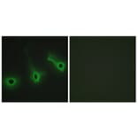 Immunofluorescence - Anti-Collagen V alpha3 Antibody (C12203) - Antibodies.com