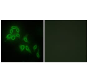 Immunofluorescence - Anti-Collagen V alpha2 Antibody (C12202) - Antibodies.com