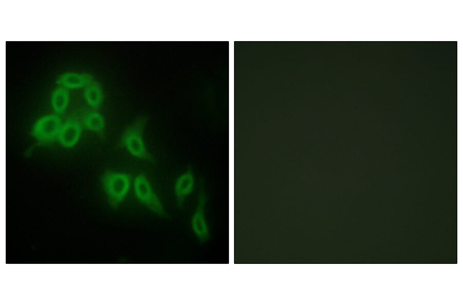 Immunofluorescence - Anti-Collagen V alpha2 Antibody (C12202) - Antibodies.com