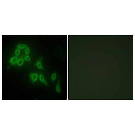 Immunofluorescence - Anti-Collagen V alpha2 Antibody (C12202) - Antibodies.com