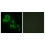 Immunofluorescence - Anti-Collagen V alpha2 Antibody (C12202) - Antibodies.com