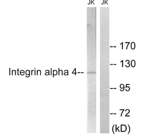 Western Blot - Anti-Integrin alpha4 Antibody (B1071) - Antibodies.com