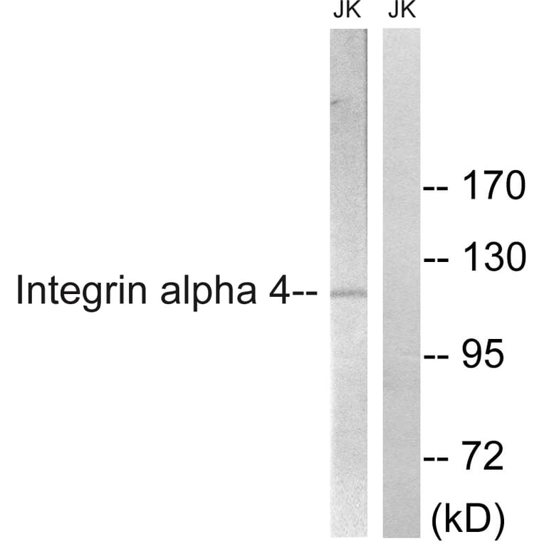 Western Blot - Anti-Integrin alpha4 Antibody (B1071) - Antibodies.com