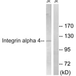 Western Blot - Anti-Integrin alpha4 Antibody (B1071) - Antibodies.com