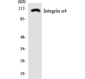 Western Blot - Anti-Integrin alpha4 Antibody (R12-2926) - Antibodies.com