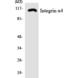 Western Blot - Anti-Integrin alpha4 Antibody (R12-2926) - Antibodies.com