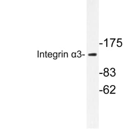 Western Blot - Anti-Integrin alpha3 Antibody (R12-2220) - Antibodies.com