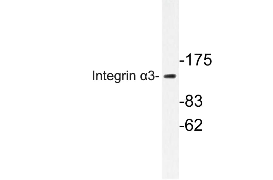 Western Blot - Anti-Integrin alpha3 Antibody (R12-2220) - Antibodies.com