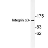 Western Blot - Anti-Integrin alpha3 Antibody (R12-2220) - Antibodies.com