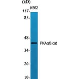 Western Blot - Anti-KAPC A + B Antibody (C10410) - Antibodies.com