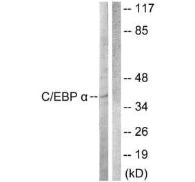 Western Blot - Anti-CEBP alpha Antibody (B0825) - Antibodies.com
