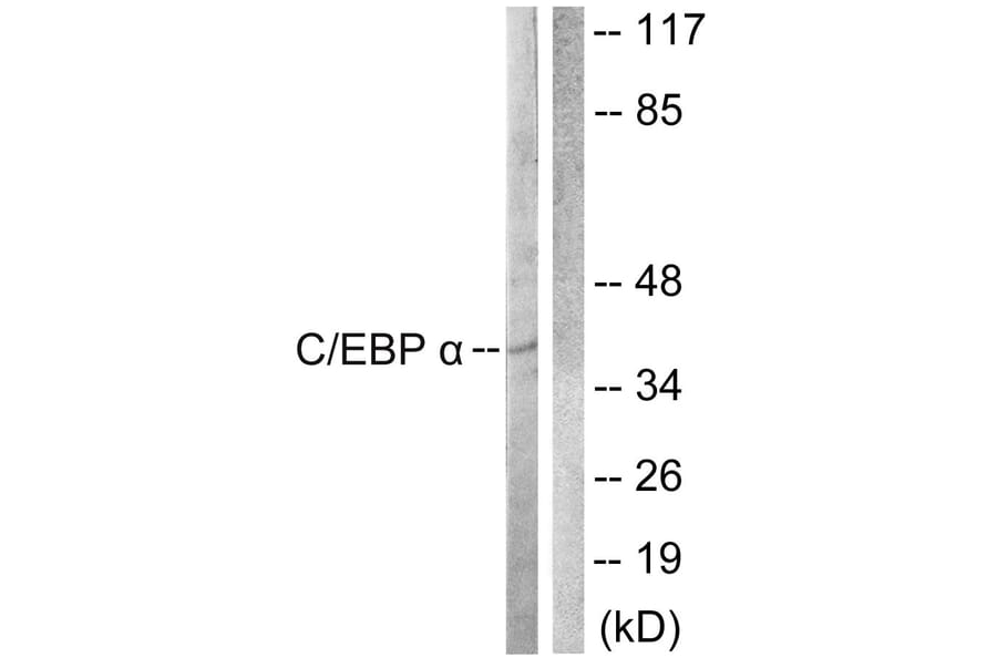 Western Blot - Anti-CEBP alpha Antibody (B0825) - Antibodies.com