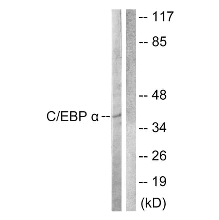 Western Blot - Anti-CEBP alpha Antibody (B0825) - Antibodies.com