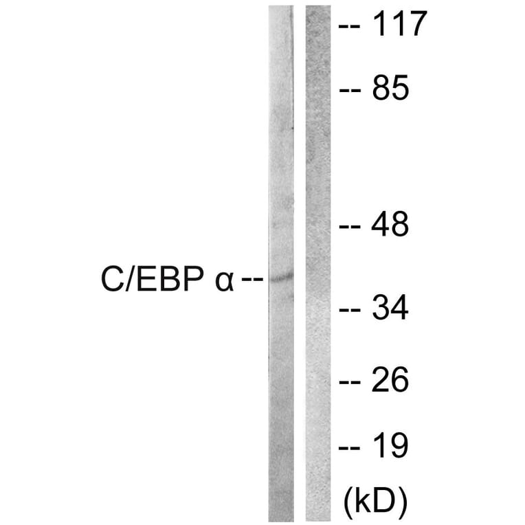 Western Blot - Anti-CEBP alpha Antibody (B0825) - Antibodies.com