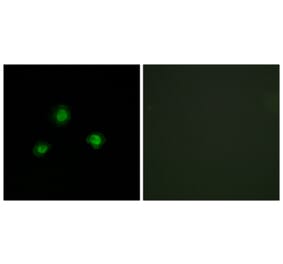 Immunofluorescence - Anti-Ubinuclein Antibody (C11739) - Antibodies.com