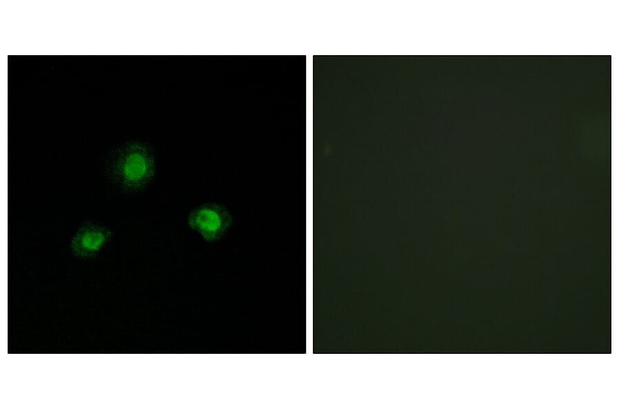 Immunofluorescence - Anti-Ubinuclein Antibody (C11739) - Antibodies.com
