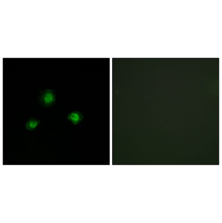 Immunofluorescence - Anti-Ubinuclein Antibody (C11739) - Antibodies.com