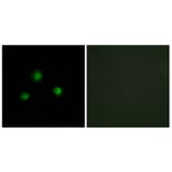 Immunofluorescence - Anti-Ubinuclein Antibody (C11739) - Antibodies.com