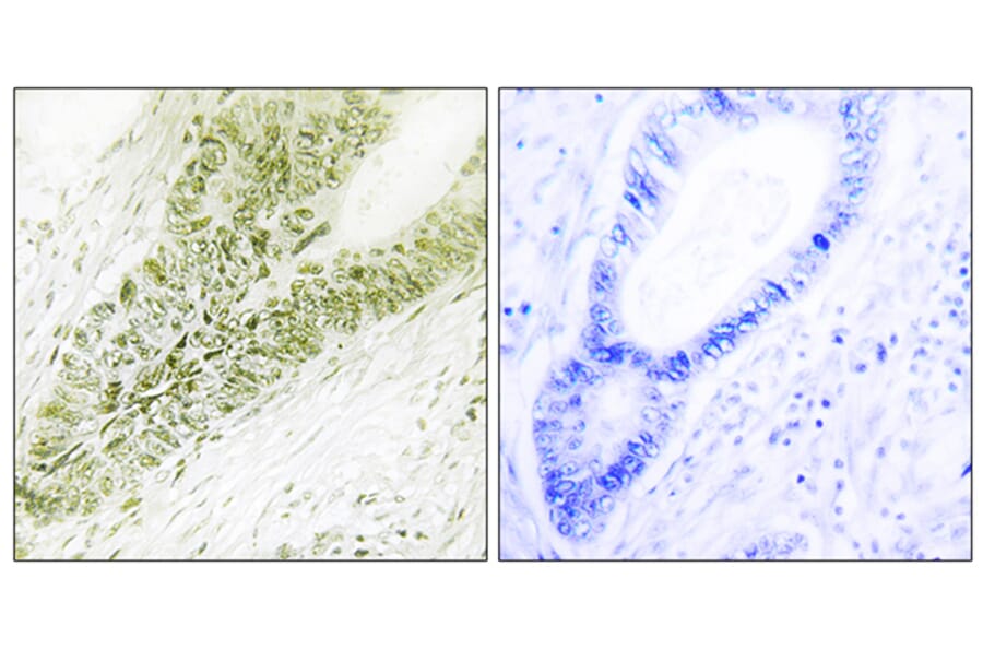 Immunohistochemistry - Anti-Ubinuclein Antibody (C11739) - Antibodies.com