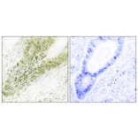 Immunohistochemistry - Anti-Ubinuclein Antibody (C11739) - Antibodies.com