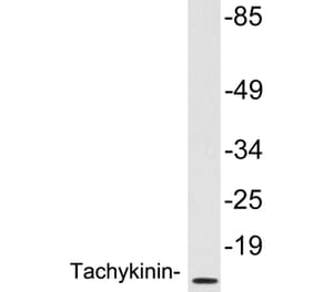 Western Blot - Anti-Tachykinin Antibody (R12-2372) - Antibodies.com