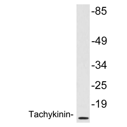Western Blot - Anti-Tachykinin Antibody (R12-2372) - Antibodies.com