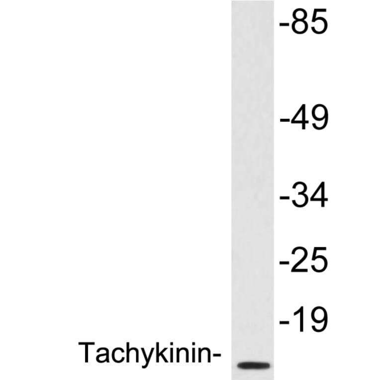 Western Blot - Anti-Tachykinin Antibody (R12-2372) - Antibodies.com