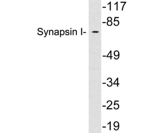 Western Blot - Anti-Synapsin I Antibody (R12-2370) - Antibodies.com